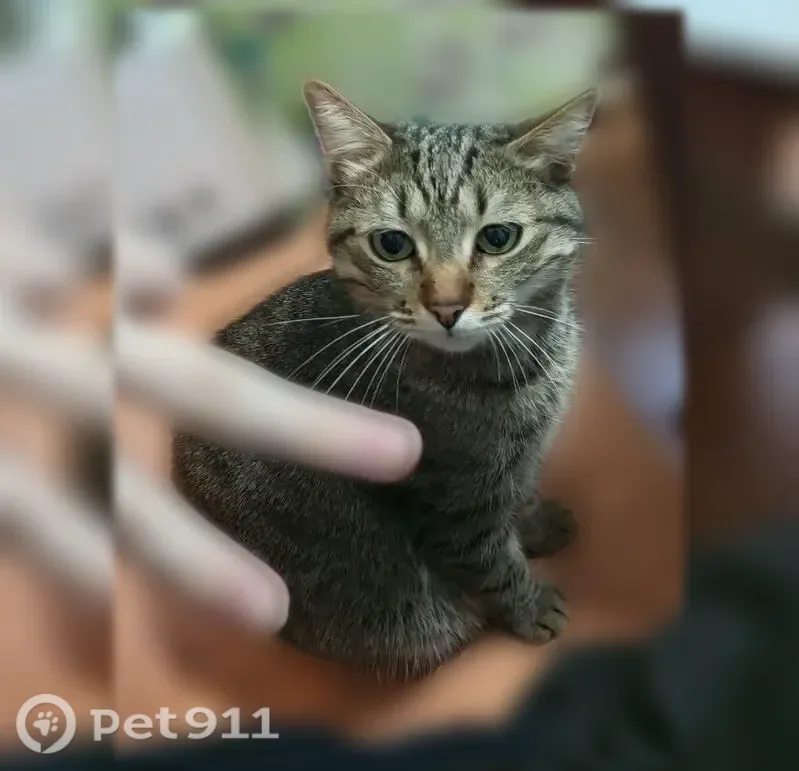 Пропала кошка, Донецк, 16-й — кастрированная, пропал в ночь с 1 на 2 августа - photo
