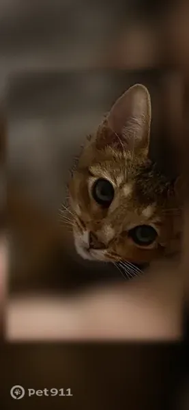 Пропала кошка, Северный, д. 17, Абакан — 4 месяца, шипит на чужих - photo