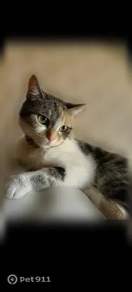 Пропала кошка, Нальчик — трёхцветная, с золотистым ошейником, 3 года - photo