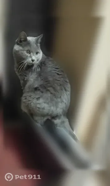 Пропала кошка, Вятские Поляны, Гагарина, д. 2 — крупный ласковый кот - photo
