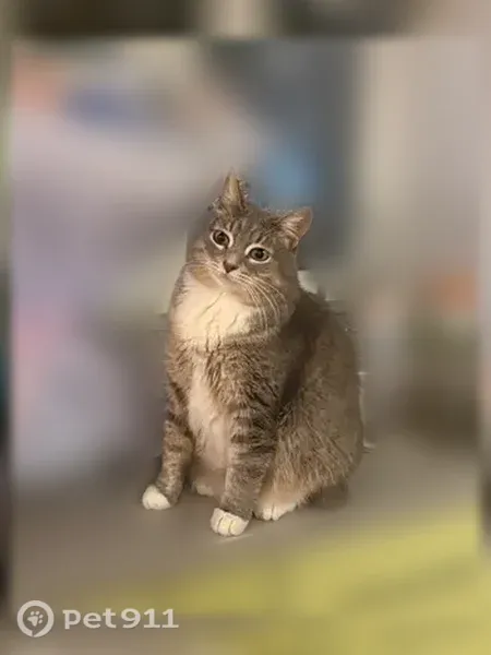 Пропала кошка, Чукотская, д. 3А, Нижний Новгород — стерилизована, ручная, с белыми носочками - photo