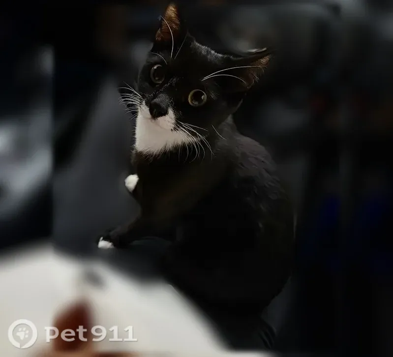 Пропала кошка, Село Рисовая Падь, Малиновая, д. 26 — чёрная, с белыми носочками - photo