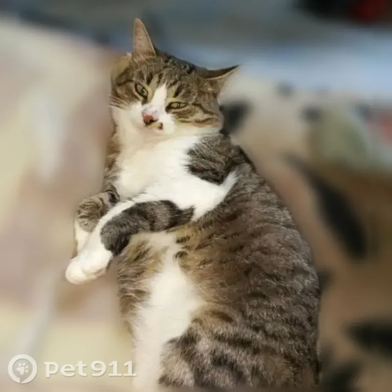 Пропала кошка, Мусоргского, д. 17, Чебоксары — серо-бурый полосатый кот, белая грудь и лапы - photo