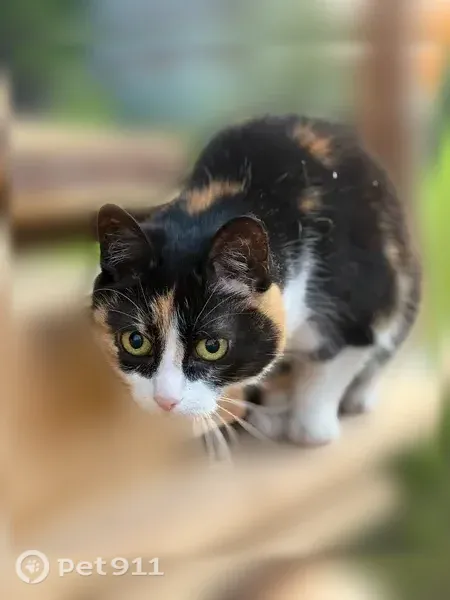 Пропала кошка, Чкалова, Любань — трёхцветная Маруся, 14 лет - photo