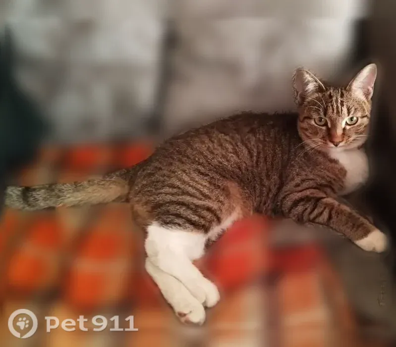 Пропала кошка, Территория снт Надежда, Иглино — серая в полоску, с розовым ошейником - photo