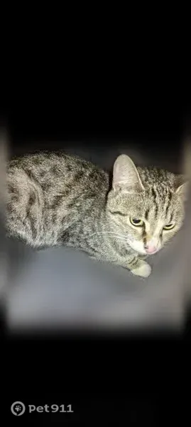 Пропала кошка, Салават, Ленинградская, д. 65, Салават — светленькая, с чёрным пятнышком на лапке - photo