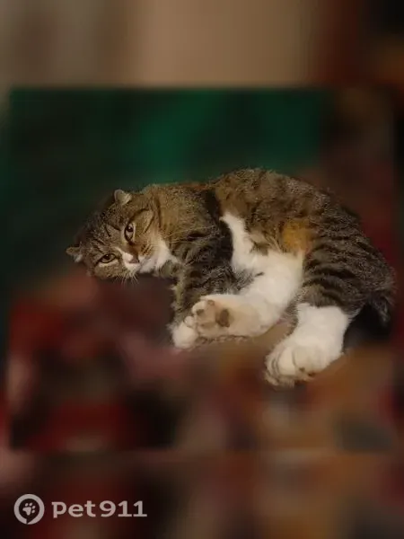 Пропала кошка, Слобода Колодези, Садовая — вислоухая Шуша - photo