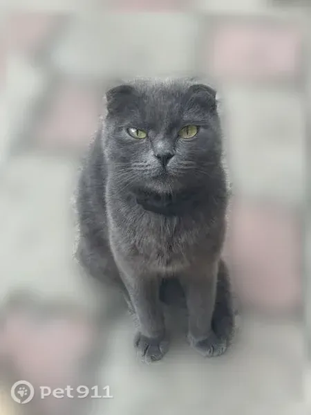 Найдена кошка, Поселок Новоселезнево — ласковая, вислоухая - photo