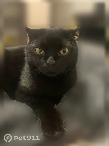 Пропала кошка, Коломна, 1-ый Юбилейный — тёмно-шоколадный окрас - photo