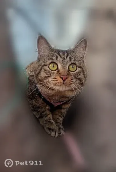 Пропала кошка, Братск, Юбилейная, д. 29 — серый в полоску, с зелёными глазами - photo