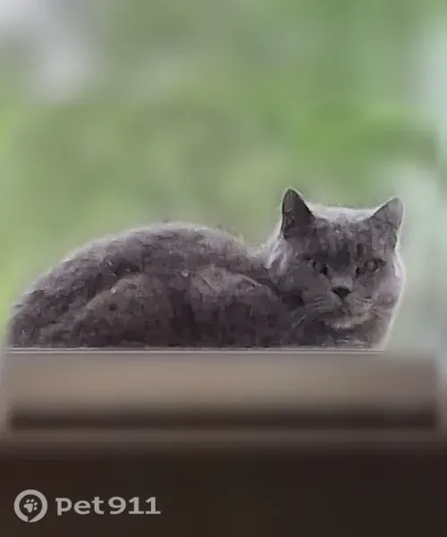 Пропала кошка, Тюкалинск, Октябрьская — серый крупный кот с жёлтыми глазами - photo