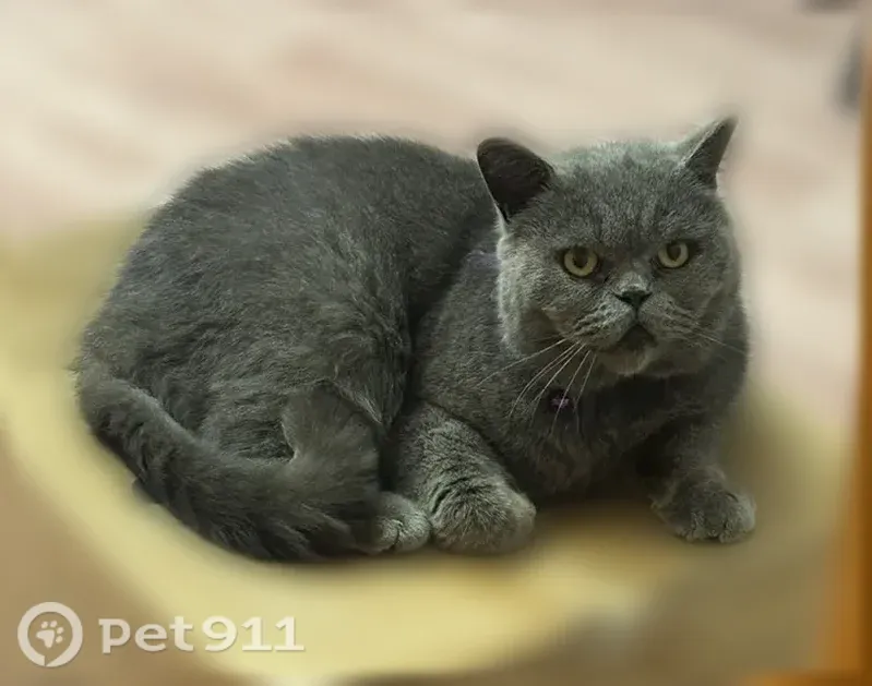 Пропала кошка, Деревня Плоское, д. 12, Починок — серый британец, кастрированный - photo