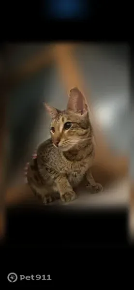 Пропала кошка, Одинцово — пятнистая - photo