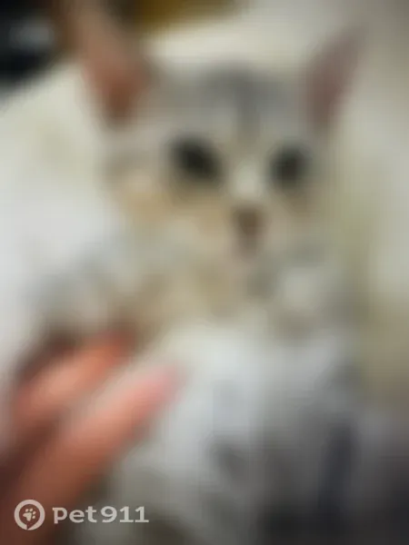 Пропала кошка, Сочи — египетский мау, много полосок, нет кусочка уха - photo