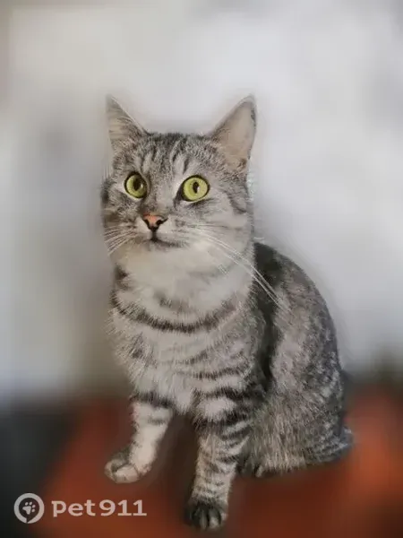 Пропала кошка, Сокол, Молодежный, д. 5, Сокол — серый полосатый домашний кот - photo