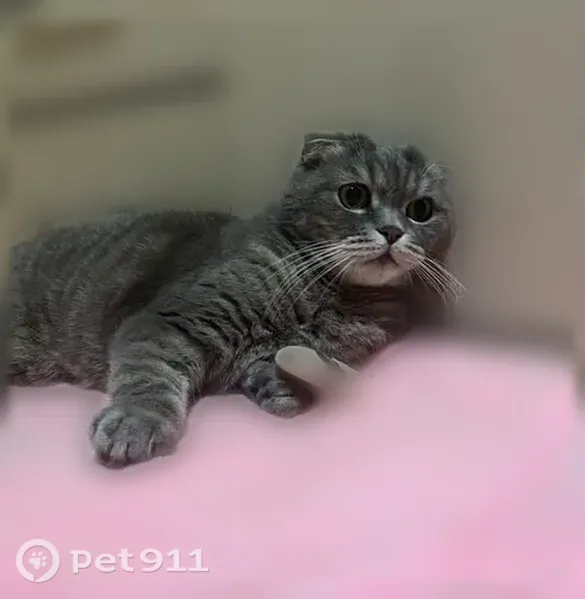 Пропала кошка, Анапа, Черноморская, д. 48 — шотландский вислоухий кот Мигель, серо-полосатый с белой грудкой - photo