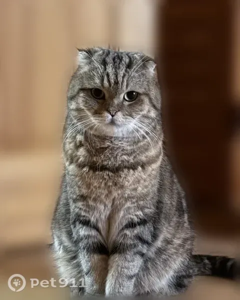Пропала кошка, Спасателей, Ессентуки — очень пугливая, вислоухая - photo