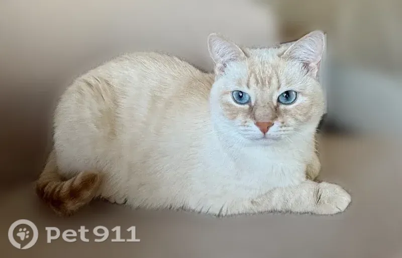 Пропала кошка, Село Константиново, д. 27, Константиново — женского пола, голубые глаза - photo