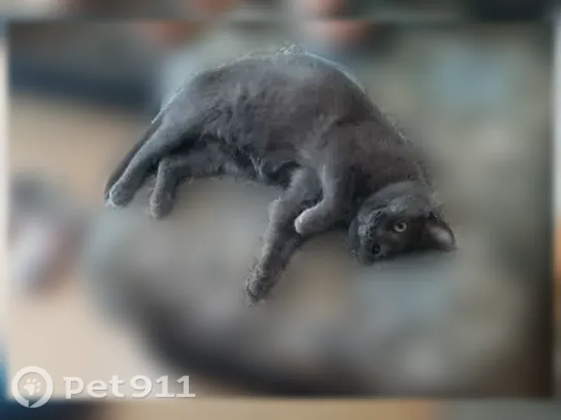 Пропала кошка, Металлургов, д. 17, Челябинск — тёмно-серый котик с порванным ухом - photo
