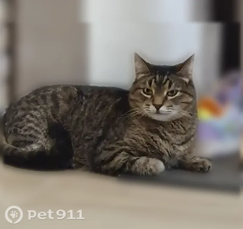 Пропала кошка, им. Фронтовых бригад, д. 15, Уфа — гладкошерстная, 10 лет - photo