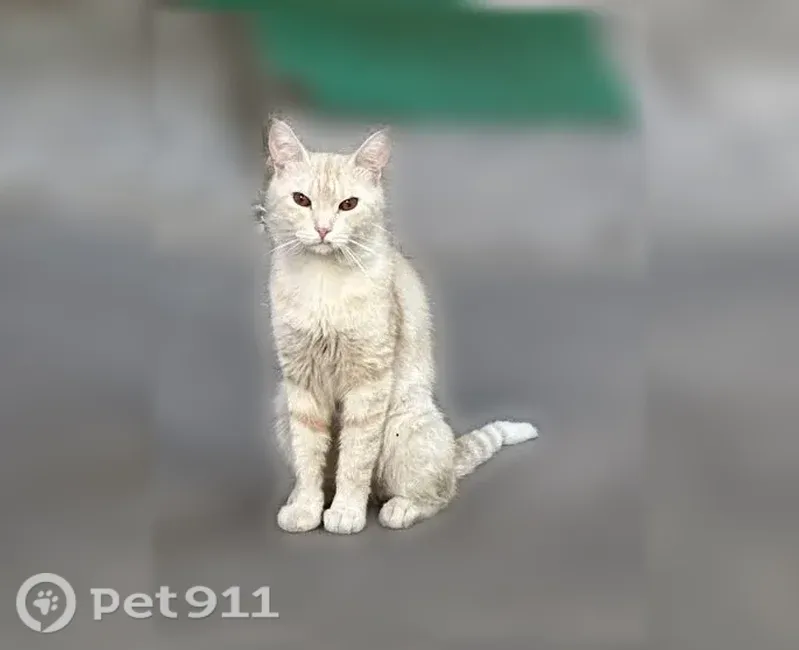 Найдена кошка, Мариупольская, Волгоград — молодой котик, ласковый и общительный - photo