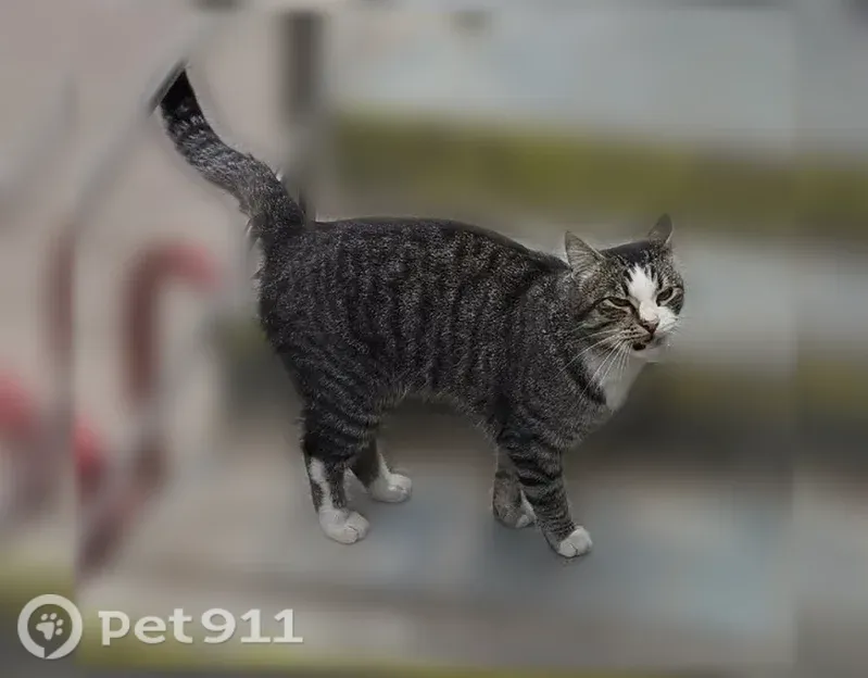 Кошка ищет дом, Северодвинск — ручная, бывшедомашняя, ласковая - photo
