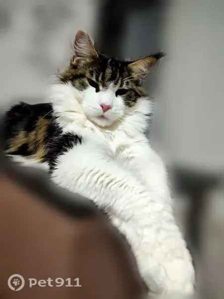 Пропала кошка, Деревня Плиссы, Сосновая, Невель — кот кастрирован, крупный - photo