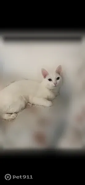 Пропала кошка, Поселок Заволжье, Крайняя, Заволжье — белая кошка с разными глазами, розовый адресник - photo