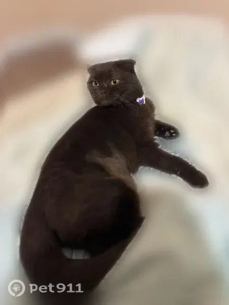 Пропала кошка, 1-й Лиговский, Краснодар — тёмно-коричневый окрас, красный ошейник - photo
