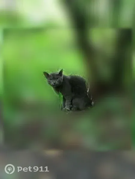 Пропала кошка, район парк Университет, улица Мира, 2В, Владимир — серый кот, кличка Умка - photo