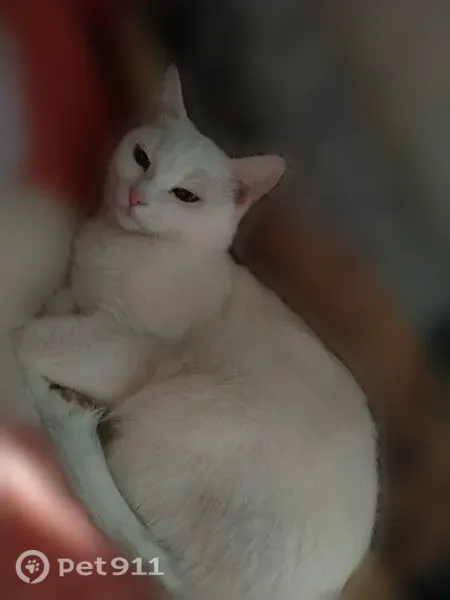 Пропала кошка, Кимры, Титова, д. 9 — белая, домашняя, всего боится - photo