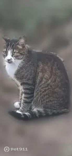 Пропала кошка, Станица Ясенская, Ясенская — полосатая, с пятном на левой стороне носа, стерилизованная - photo