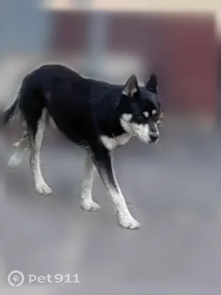 Найдена собака, Ростов-на-Дону, Буденновский, д. 105/10 — мальчик, домашний, ухоженный - photo