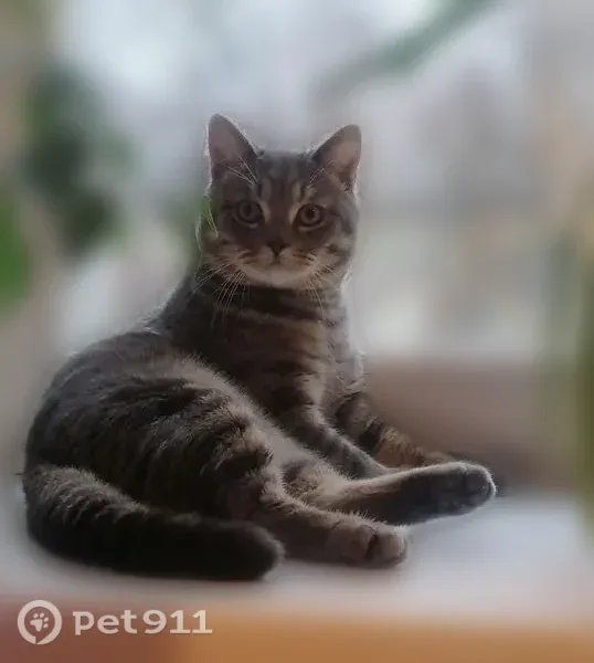 Пропала кошка, Чайковский, Ленина, д. 9 — кот Барс, пепельного цвета - photo