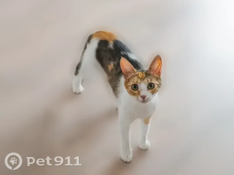 Пропала кошка, Ленина, д. 22, Светлогорск — трехшерстная, белое пятнышко на спине - photo