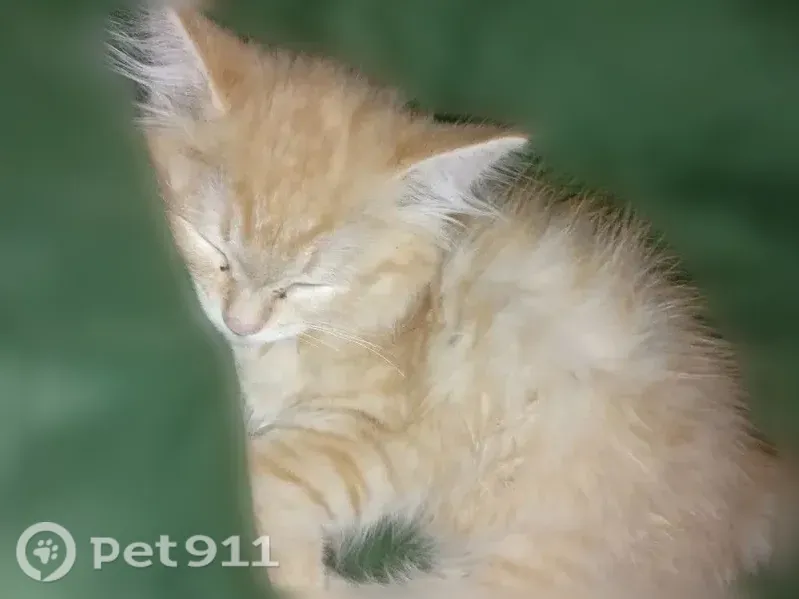 Кошка ищет дом, Чебоксары, Гоголя, д. 5 2 — очень ласковая, ручная - photo
