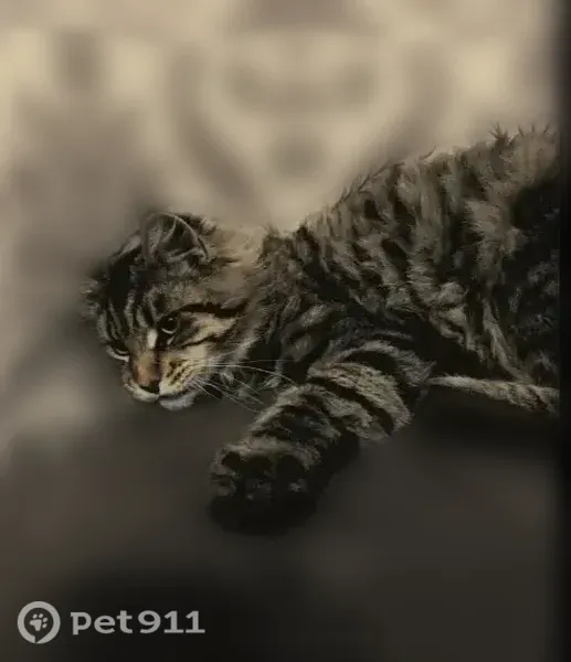 Пропала кошка, Новокузнецк, Грунтовый, д. 13 — мальчик, крупный, с кисточками на ушах - photo