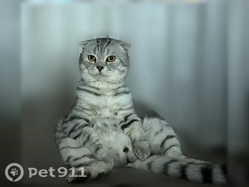 Найдена кошка, Красноярск — шотландский вислоухий, 2-3 года, нашли в подъезде - photo