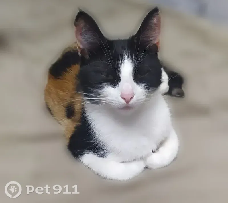 Пропала кошка, Покров, Пролетарская, д. 5 — пугливая, упала с балкона - photo