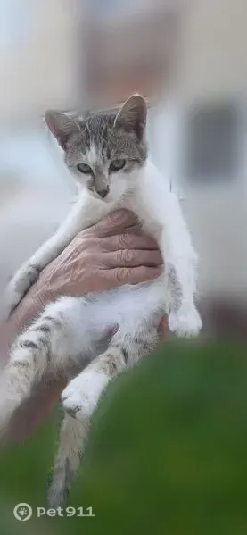 Кошка ищет дом, Новочеркасск — котенок-девочка 4 мес, ласковая - photo