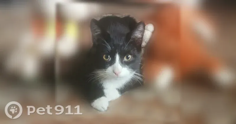 Пропала кошка, Полысаево — чёрно-белая, 9 месяцев, ласковая и игривая - photo