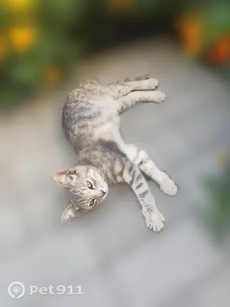 Кошка ищет дом, Губкин, Кирова, д. 52а — ласковый, смело идёт на руки - photo