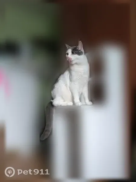 Пропала кошка, Новый, Кунгур — бело-серый окрас, зелёные глаза - photo