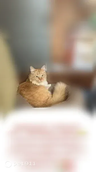 Пропала кошка, Иваново, Колотилова, д. 20 — рыжий с белым, кастрированный - photo