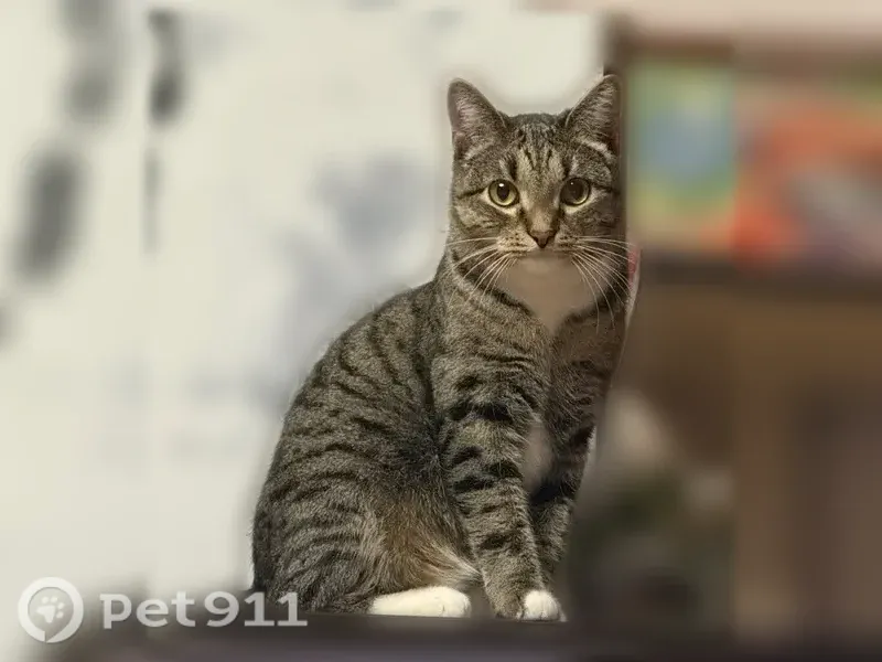 Пропала кошка, Березовский, Железнодорожников, д. 6, Берёзовский — полосатая, тигровая - photo