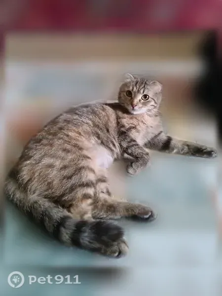 Пропала кошка, Михайлов — ушки опущенные, короткие желто-зеленые глаза - photo