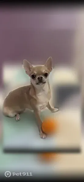 Пропала собака, Деревня Черемхово — девочка чихуахуа, очень пуглива - photo