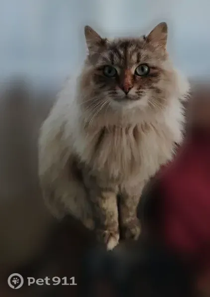Пропала кошка, Калуга — девочка, стерилизованная - photo