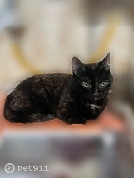 Пропала кошка, Ядрин, Лесная, д. 1 — Лиза, ярко-зелёные глаза - photo
