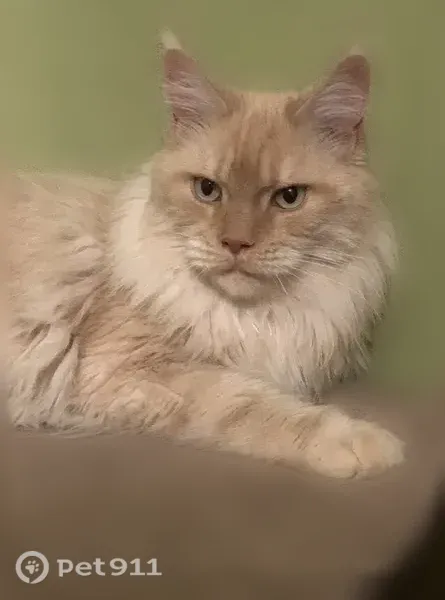 Пропала кошка, СНТ Рябинка, Ульяновск — кошечка Бетти, 8 лет, мейн-кун - photo